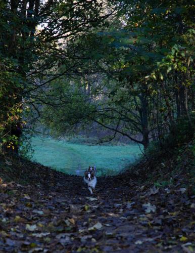 photo animalière chien automne
